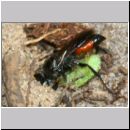 Astata boops - Wanzengrabwespe w04b 10mm beim Nesteintrag - Niedringhaussee.jpg